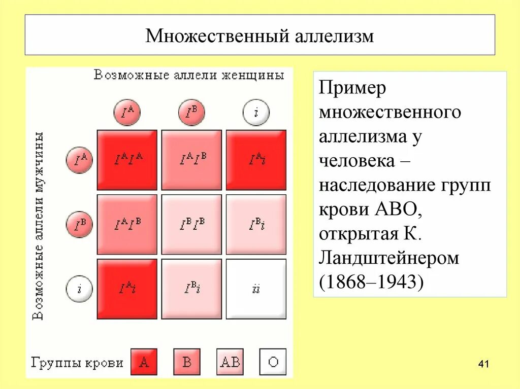 Закономерности наследования групп крови у человека. Кодоминирование наследование групп крови. Множественный аллелизм наследование. Множественный аллелизм схема скрещивания.