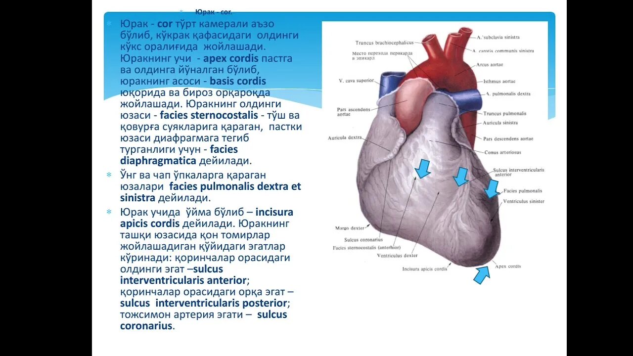 Шер йурак узбек тилид. Юрак кон томир тизими анатомияси. Юрак кон томир анатомия.