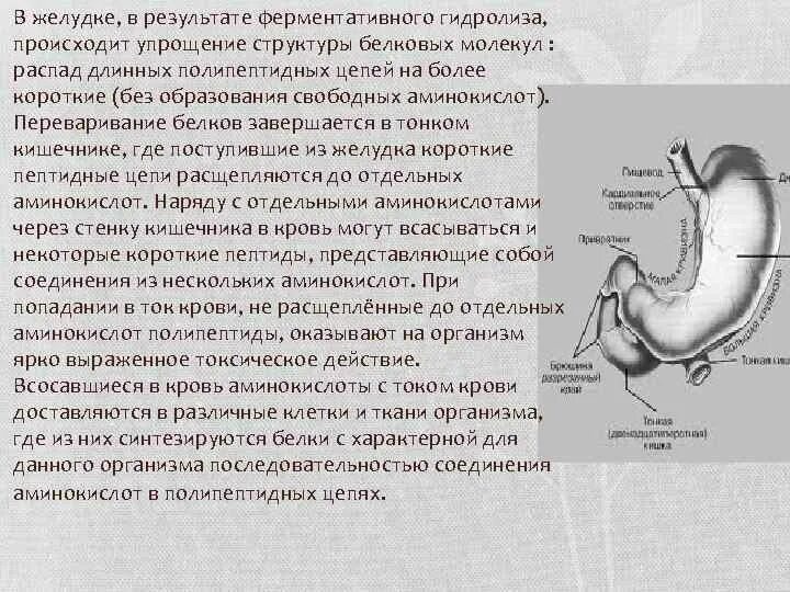 Ферментативное расщепление поступающих с пищей белков. Ферментативный гидролиз белков в желудке. Короткие пептиды расщепляются в тонком кишечнике. В желудке до аминокислот расщепляются. Переваривание белков в желудке и тонком кишечнике.