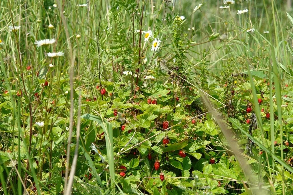 земляника земляничная поляна. лесная земляника байкал. земляника лесная полянка. ягодная поляна. земляника лесная полянка ремонтантная.