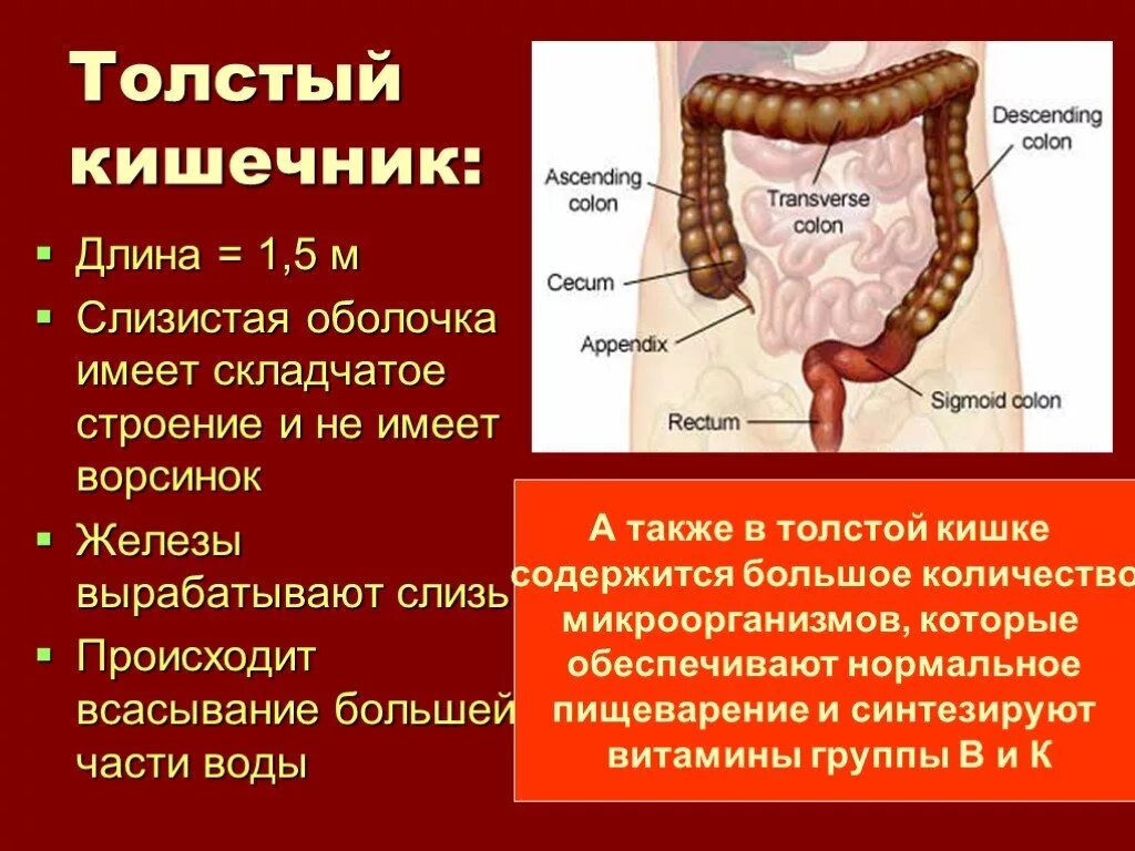 Пищеварительная система схема тонкий кишечник. Пищеварительная система человека анатомия тонкий кишечник. Оболочки толстой кишки анатомия. Пищеварительная система тонкий и толстый кишечник. Какие железы вырабатывают слизь