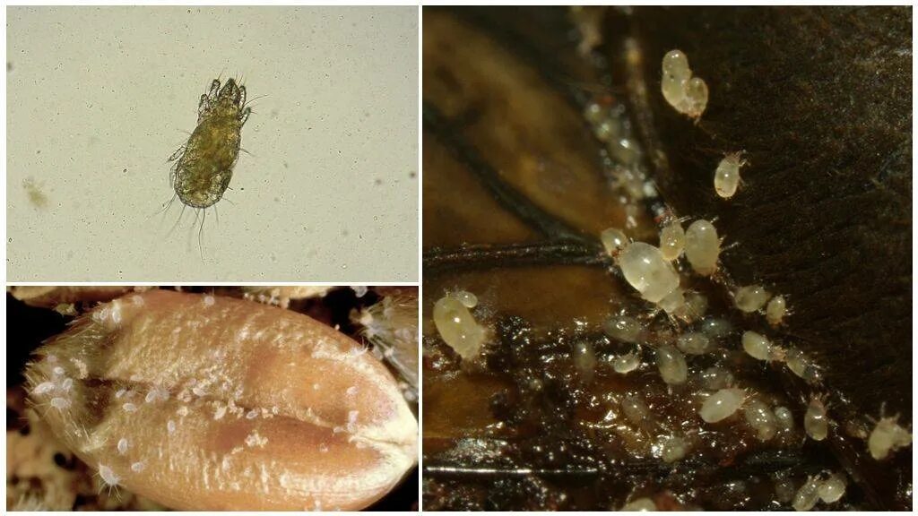 мучной клещ. ). зерновой клещ. как выглядит зерновой клещ. амбарный (мучной, хлебный) клещ.