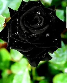 Букет черных роз (71 фото) .