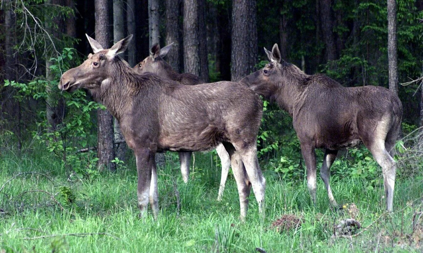 Лось кабан и волк. Лось и косуля. Олень и кабан. Кабан косуля Лось.