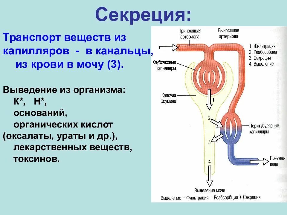 Образование мочи тест. Схема мочеобразования фильтрация реабсорбция и секреция. Процесс образования мочи в нефроне схема. Секреторная функция нефрона. Таблица процесс мочеобразования 1 фаза.