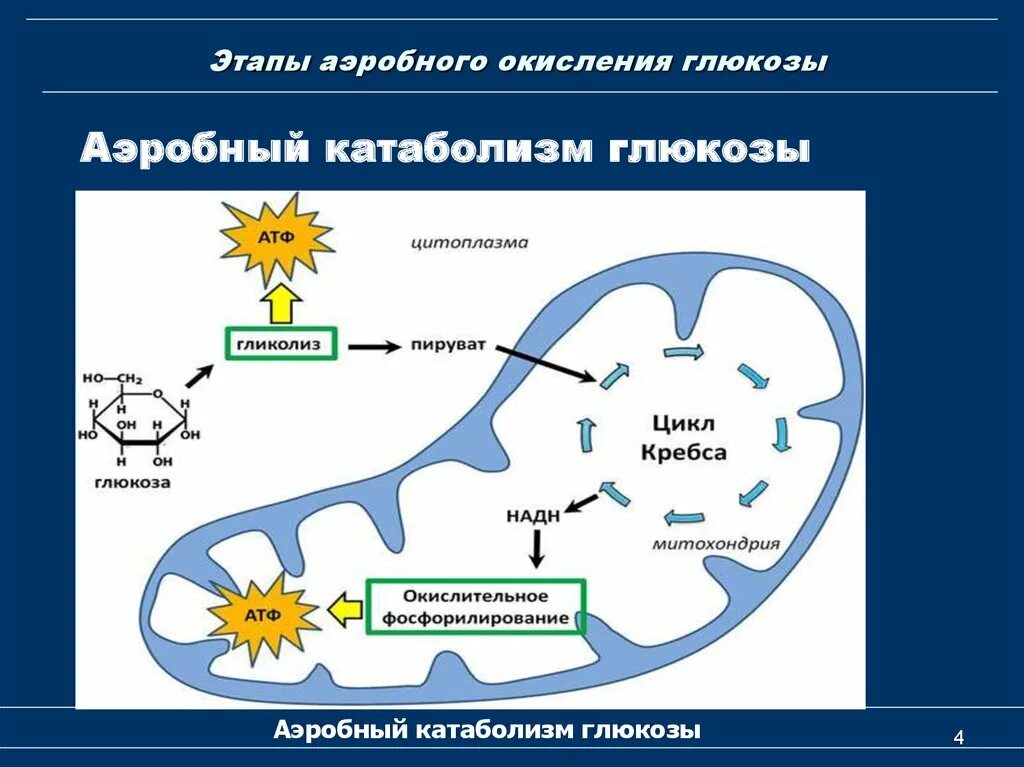 Окисление дыхания. Клеточное дыхание аэробной клетки. Аэробный этап энергетического обмена. Клеточное дыхание аэробной клетки схема. Аэробный этап окисления Глюкозы биология.