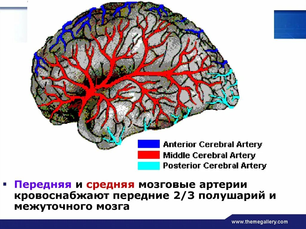 Артерии среднего мозга