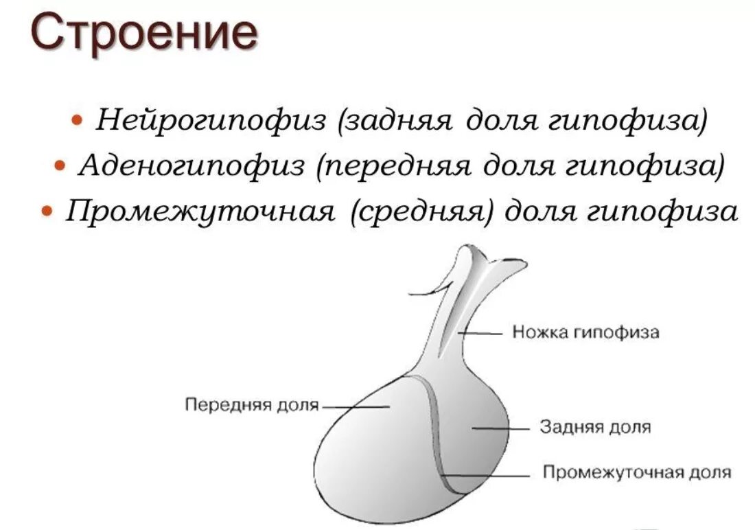 Гормоны передней средней и задней доли гипофиза. Анатомические структуры передней доли гипофиза.