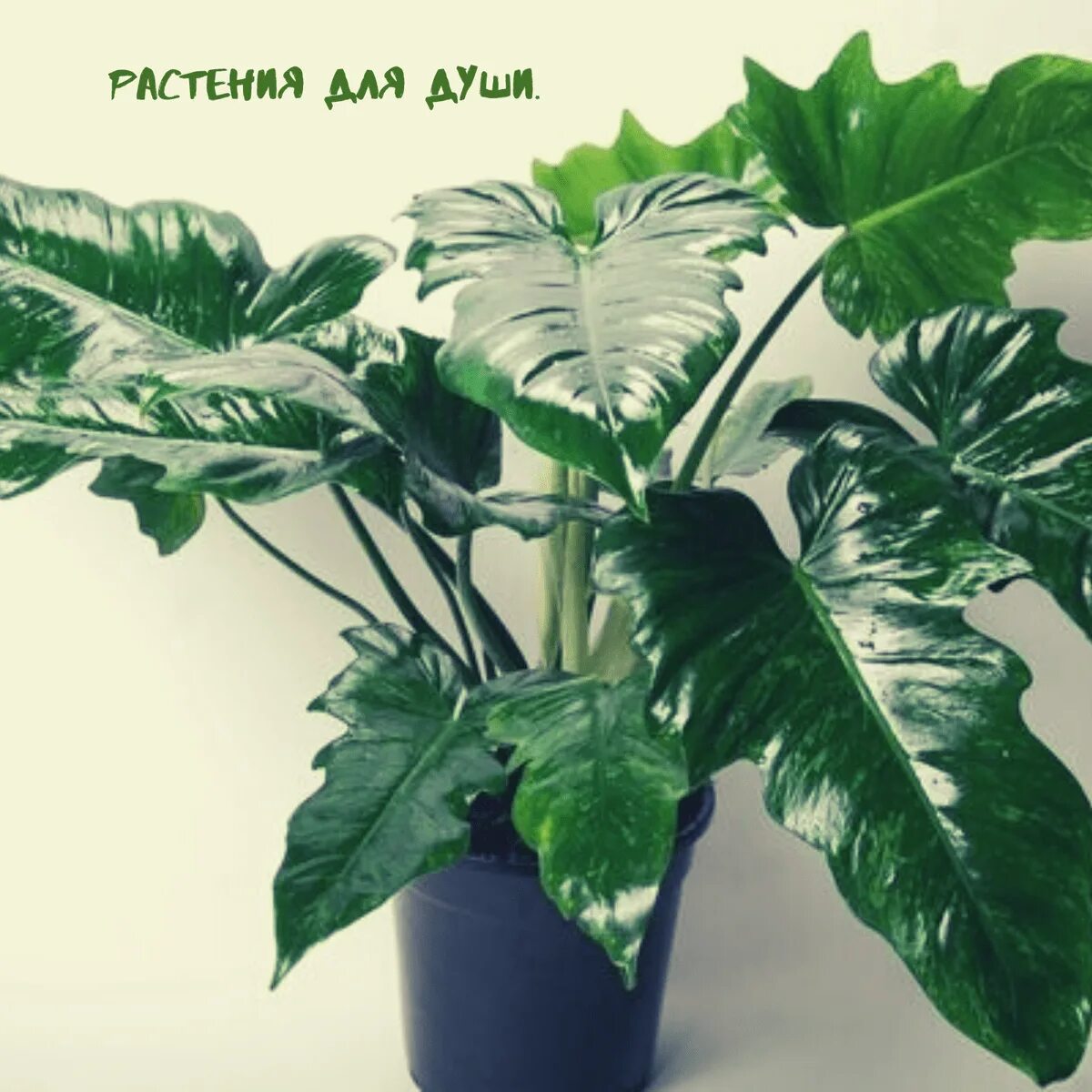 Каладиум фиеста. Комнатные цветы с красивыми листьями фото. Anthurium clarinervium. Фиттония серебристожилковая. Каладиум фиеста.