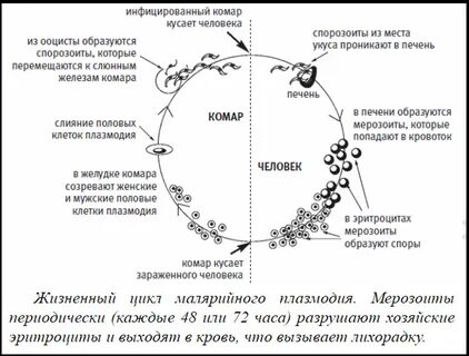 Малярийный плазмодий цикл