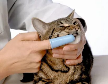 Чем чистить зубы кошке