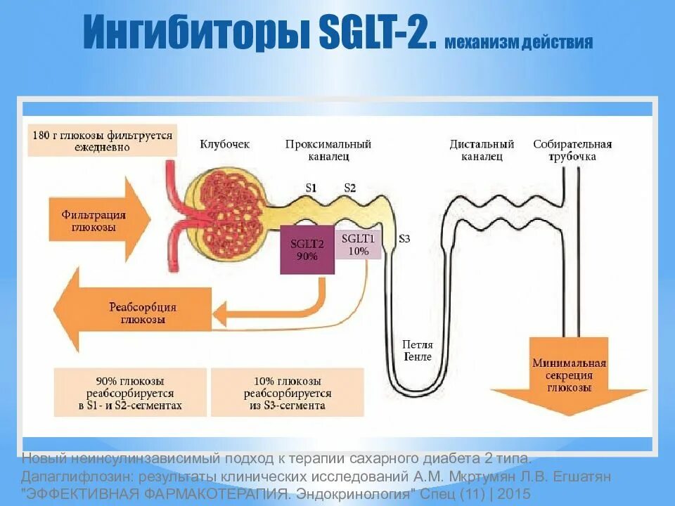 Фильтрация глюкозы в почках