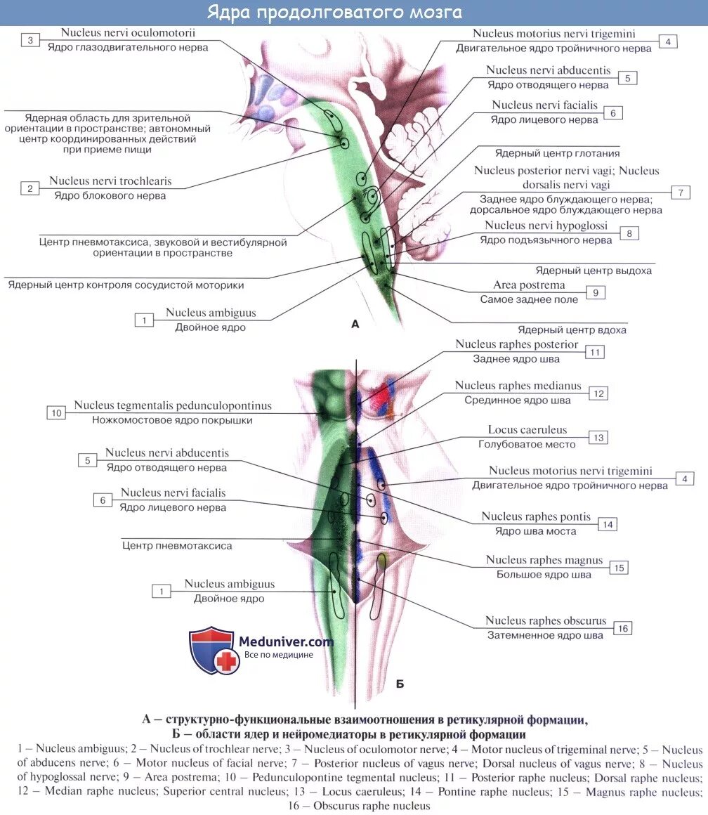 Ядра черепных нервов продолговатого мозга. Проекция ядер черепных нервов на ствол мозга. Проекция ядер продолговатого мозга. Ядра черепных нервов нервов продолговатого. Проекция ядер блуждающего нерва.