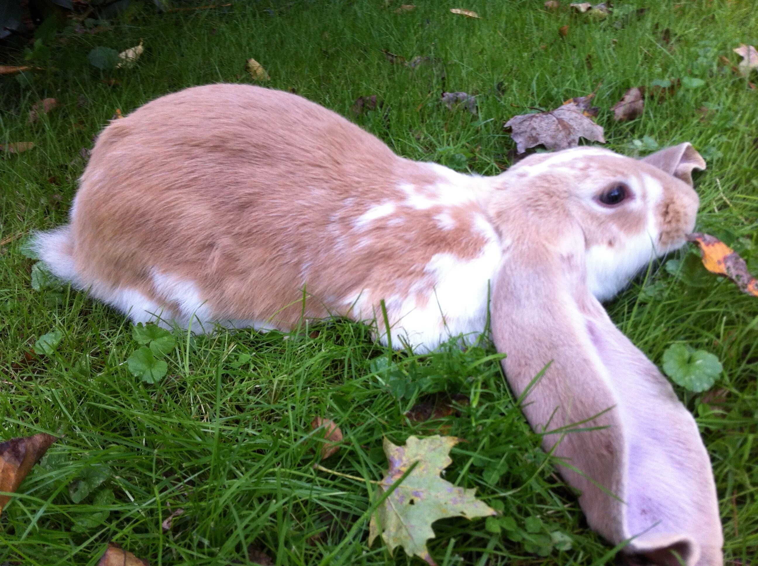 Английский кролики 2 2. Кролик на английском. Английский лоп. English lop Rabbit. Инглиш рэббит.