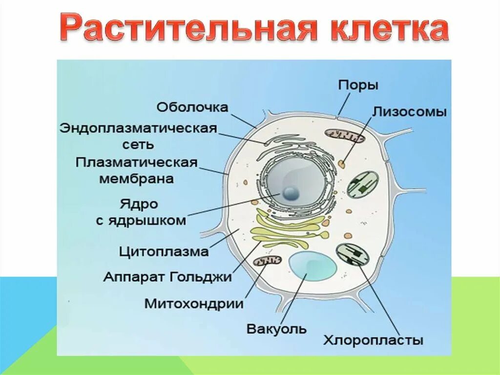 Органоиды растительной клетки схема. Структура растительной клетки 5 класс. Строение растительной клетки 5 класс биология. Состав растительной клетки схема.