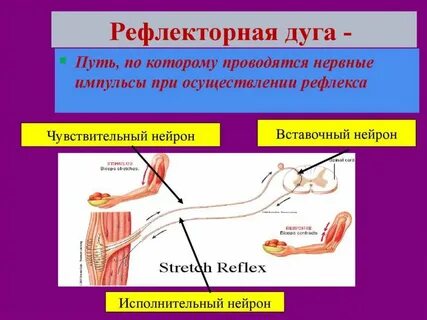 Рефлекторной дугой называют путь