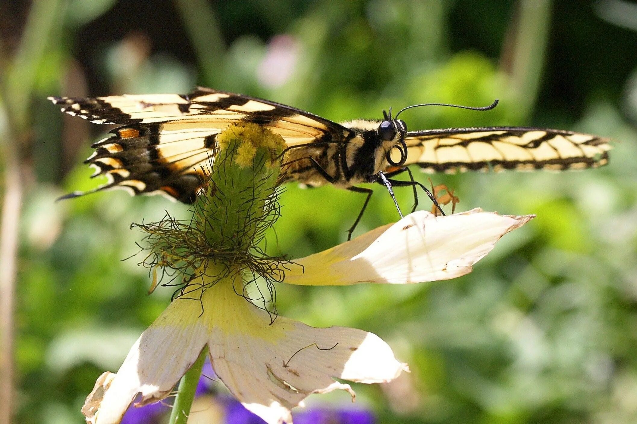 Весенняя муха. Крылья насекомых. Бабочки Самарской Луки. Насекомое похожее на бабочку. Бабочка с мухами на крыльях.