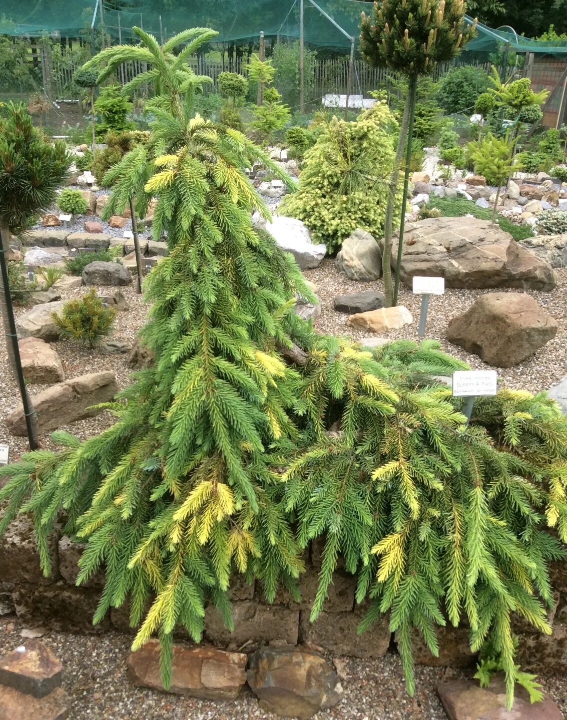 Ель сербская оморика элеганс. Picea omorika golden rain. Picea omorika ауреа. Picea omorika 'gotelli weeping'. Ель сербская picea omorika.