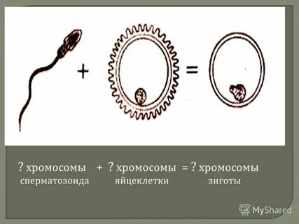 В оплодотворенной яйцеклетке 46 хромосом