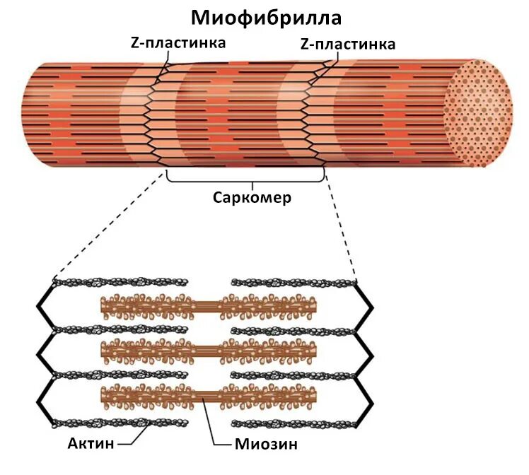 Строение мышечного волокна саркомер. Саркомер гистология. Строение миофибриллы мышечного волокна. Мышечная ткань строение саркомера. Актин ткань