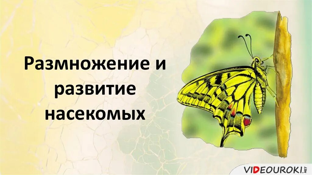 Процесс размножения насекомых. Размножение и развитие насекомых. размножение насекомых презентация. размножение и развитие насекомых проект. размножение и развитие насекомых картинки.