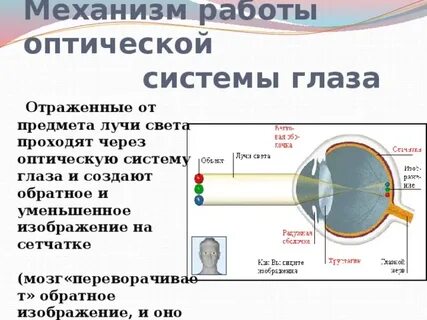 Глаз как оптическая система физика сообщение