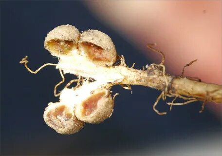 Бактерии rhizobium