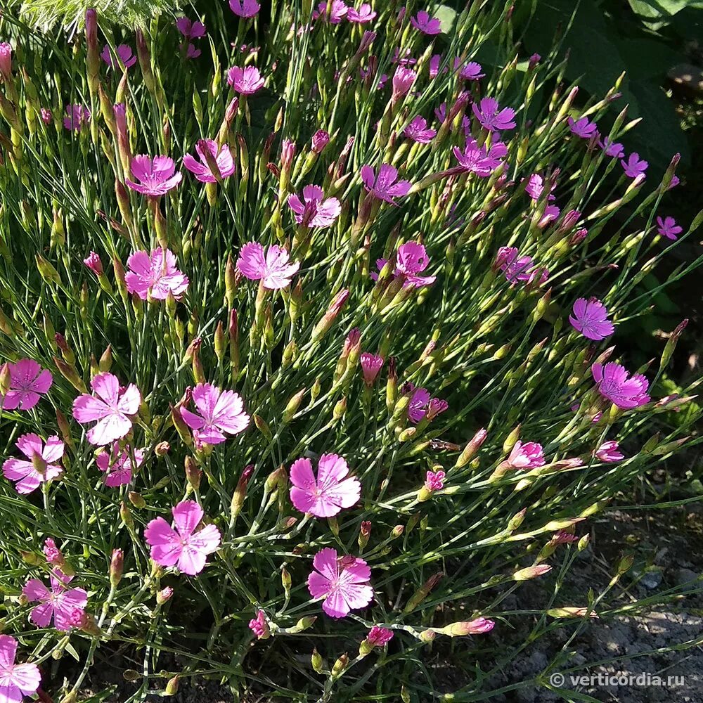 Гвоздика травянка уход. Гвоздика травянка (Dianthus deltoides). Гвоздика травянка розовая. Гвоздика травянка / Dianthus deltoides "Albus". Гвоздика травянка розовая многолетняя.