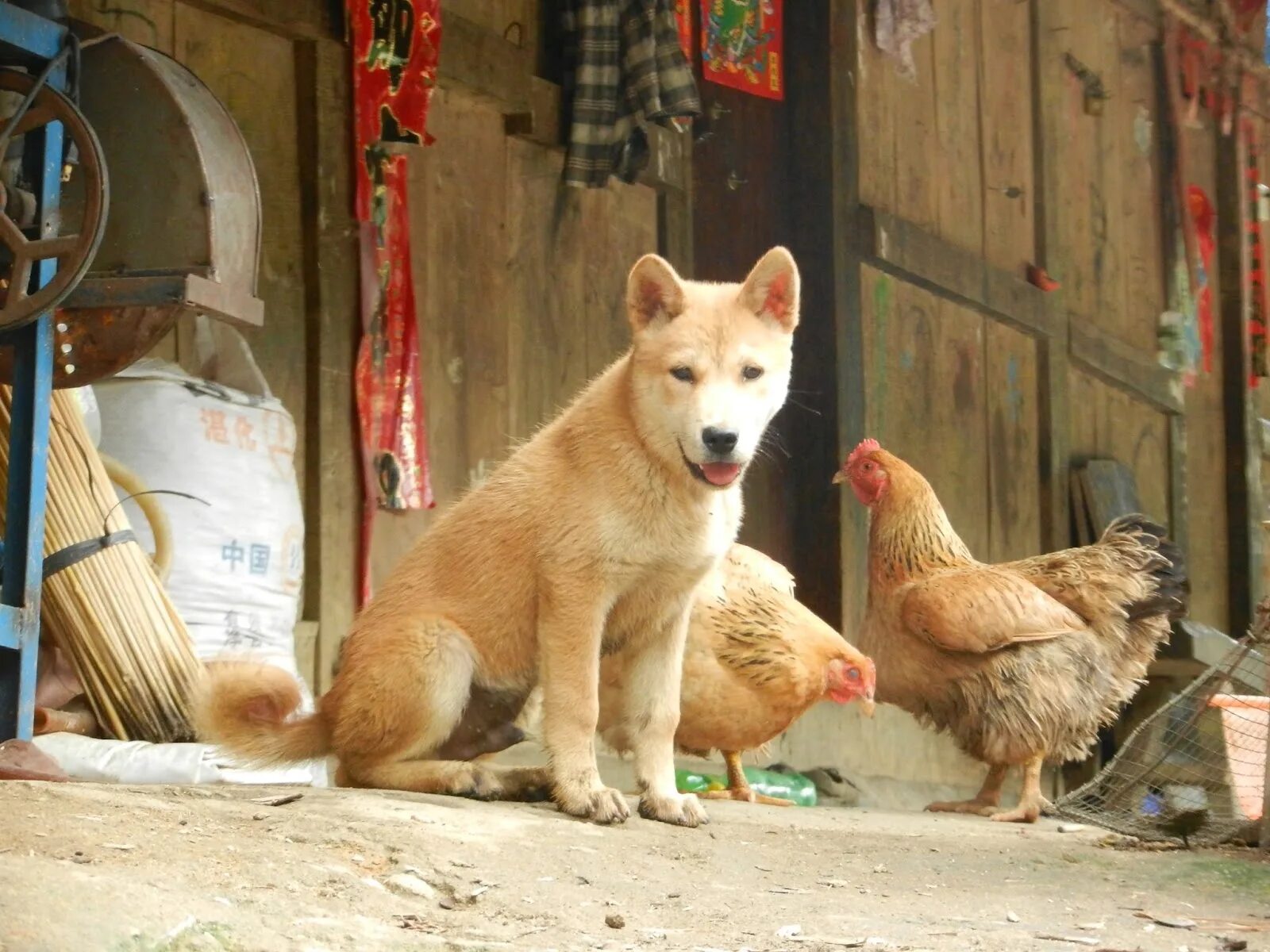 Dog village. Собака во дворе. Собака и куры. Китайская Сельская собака. Двор куры и собаки.