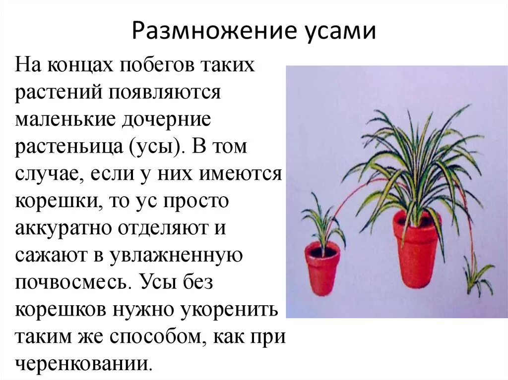 Как размножаются комнатные цветы. Хлорофитум вегетативное размножение. Хлорофитум черенкование. Черенкование комнатных растений старшая группа. Растение хлорофитум размножение.