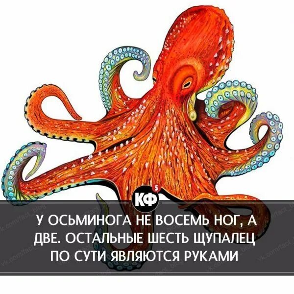 Всемирный день осьминога. Всемирный день осьминога 8 октября. Открытка осьминог. 08 Октября день осьминога.