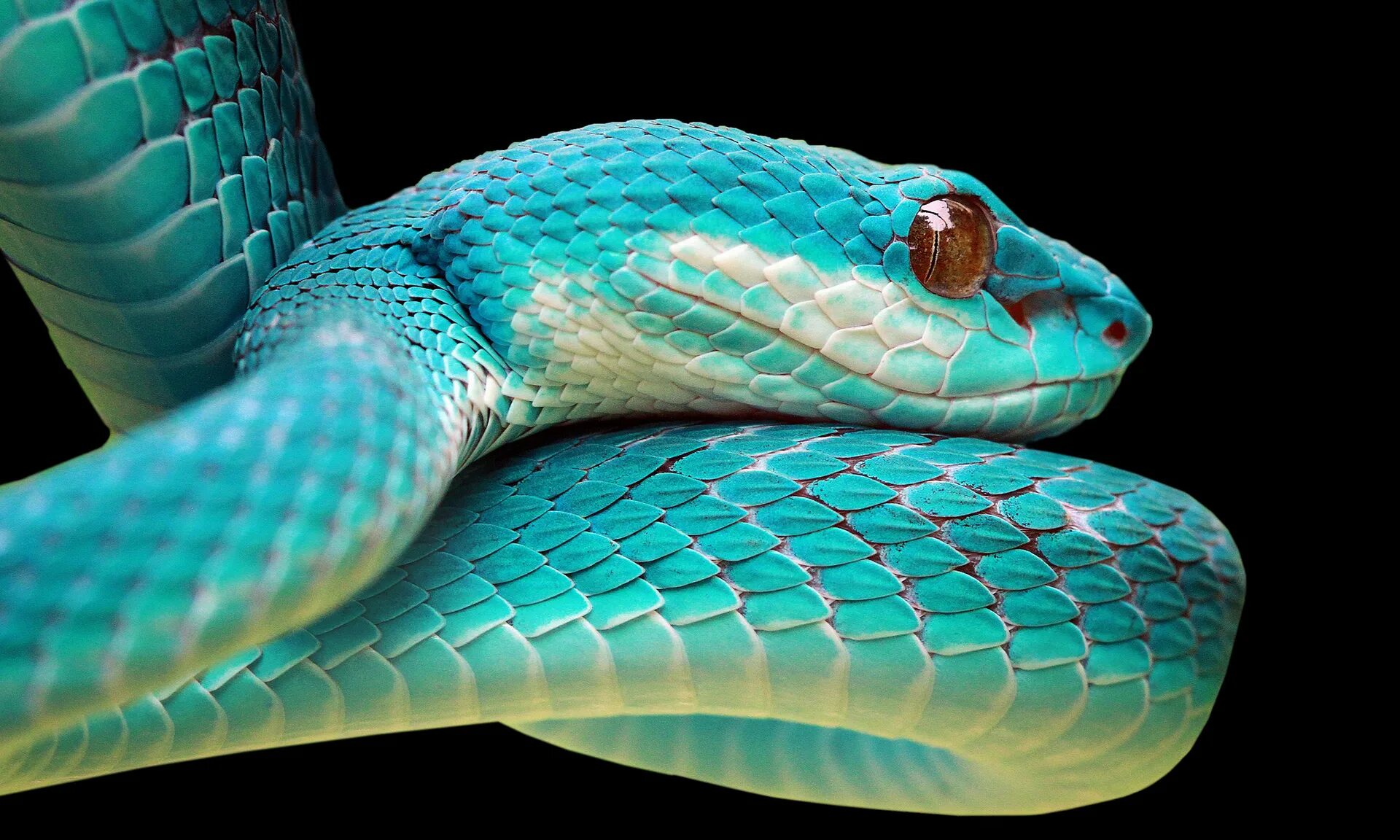 Белогубая куфия. Плетевидка зелёная. Маисовый питон. Золотистый полоз. Мельбурн змеи.