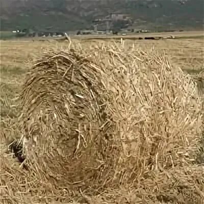 В сене цифра 3