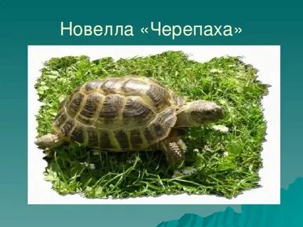 План черепаха