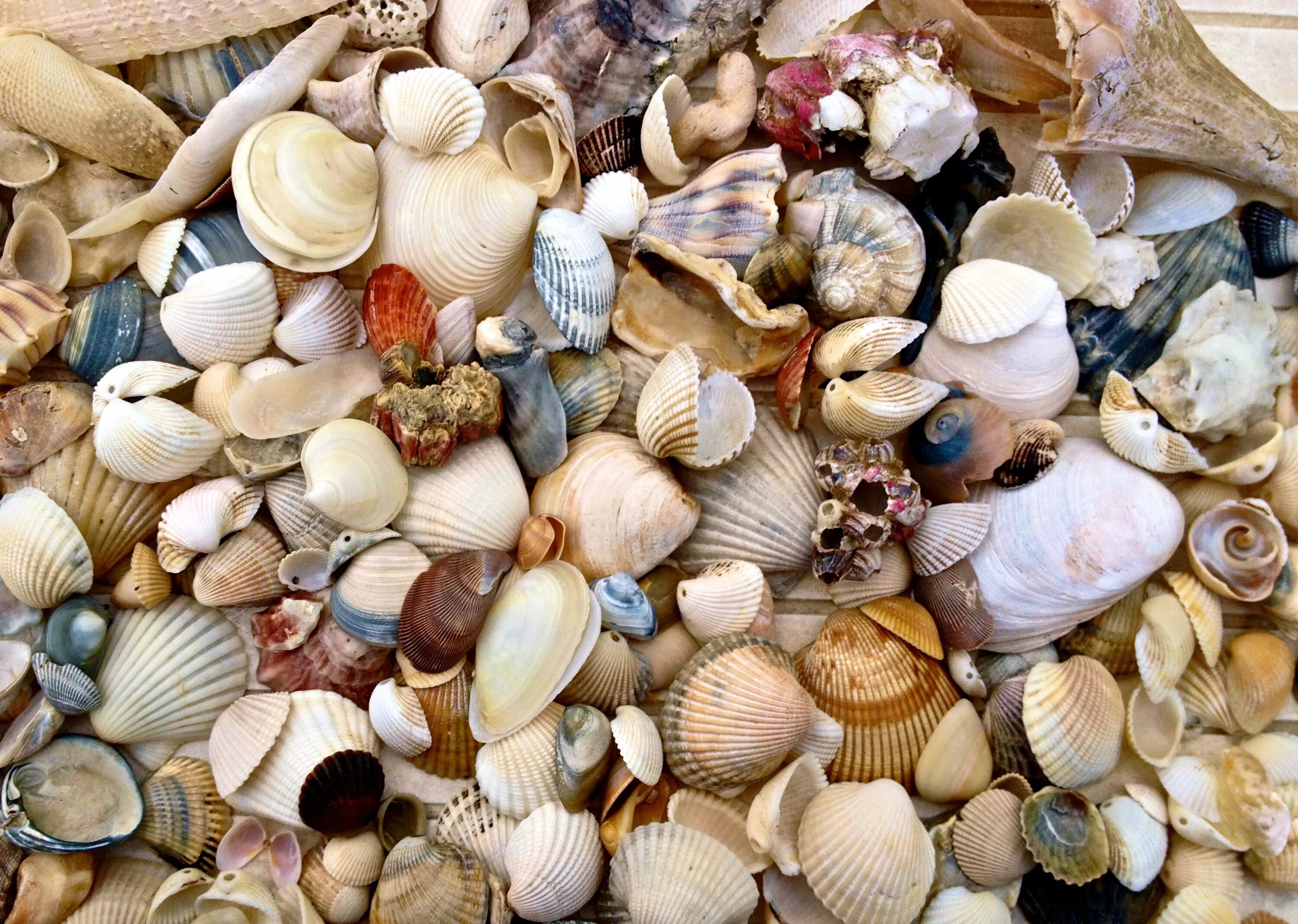 Sea shell