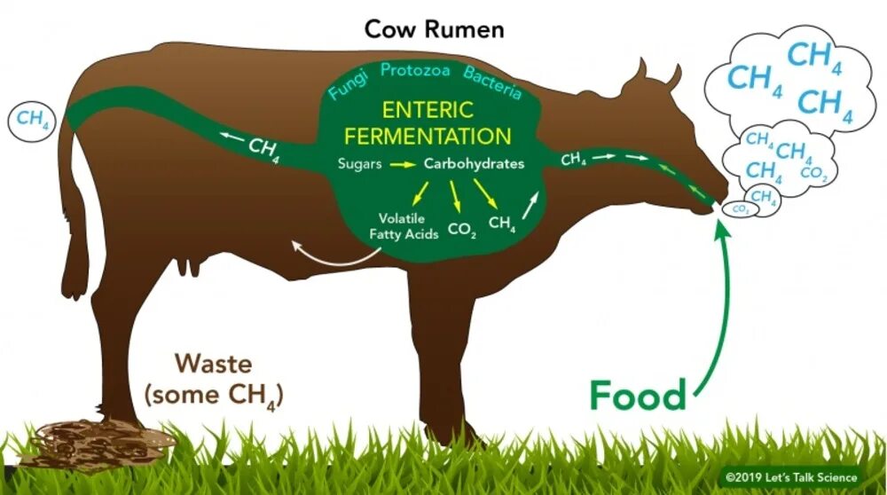Метан в сельском хозяйстве. Метан из коровы. ГАЗ от коров. Выбросы метана от коров. Коровы выделяют метан.