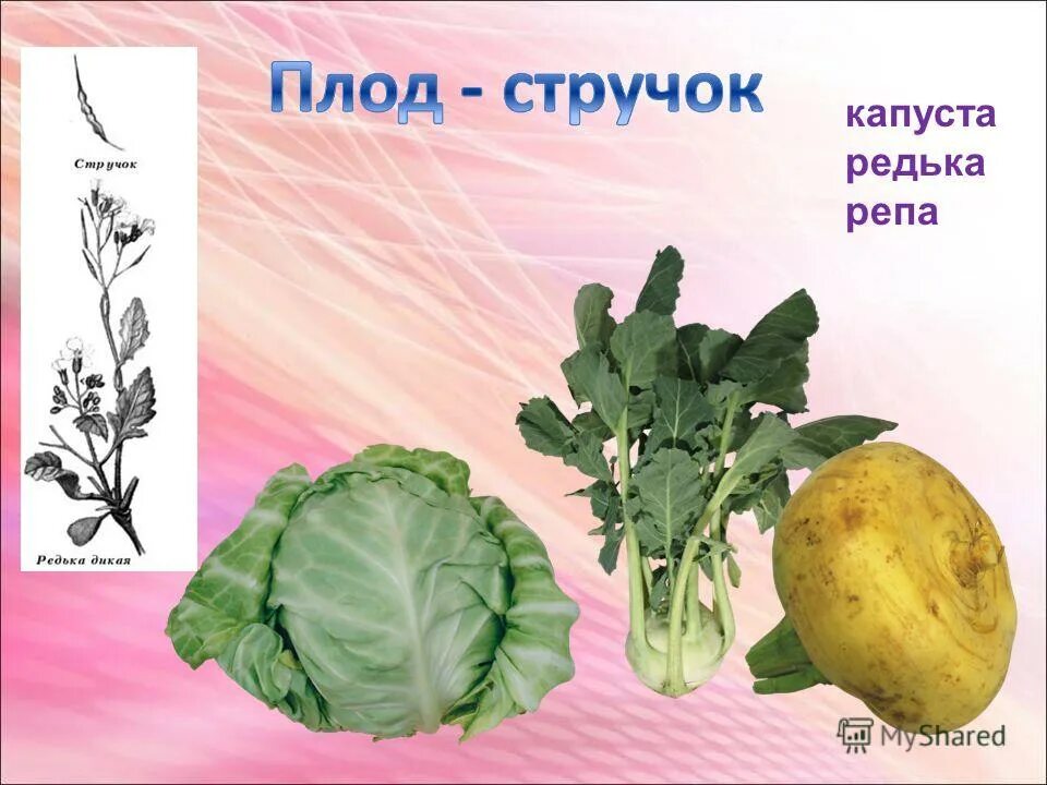 Крестоцветного растения капусты огородной. У репы капусты редиса плод. Капуста вид плода. Капуста это плод или стебель. Крестоцветные капуста белокочанная.