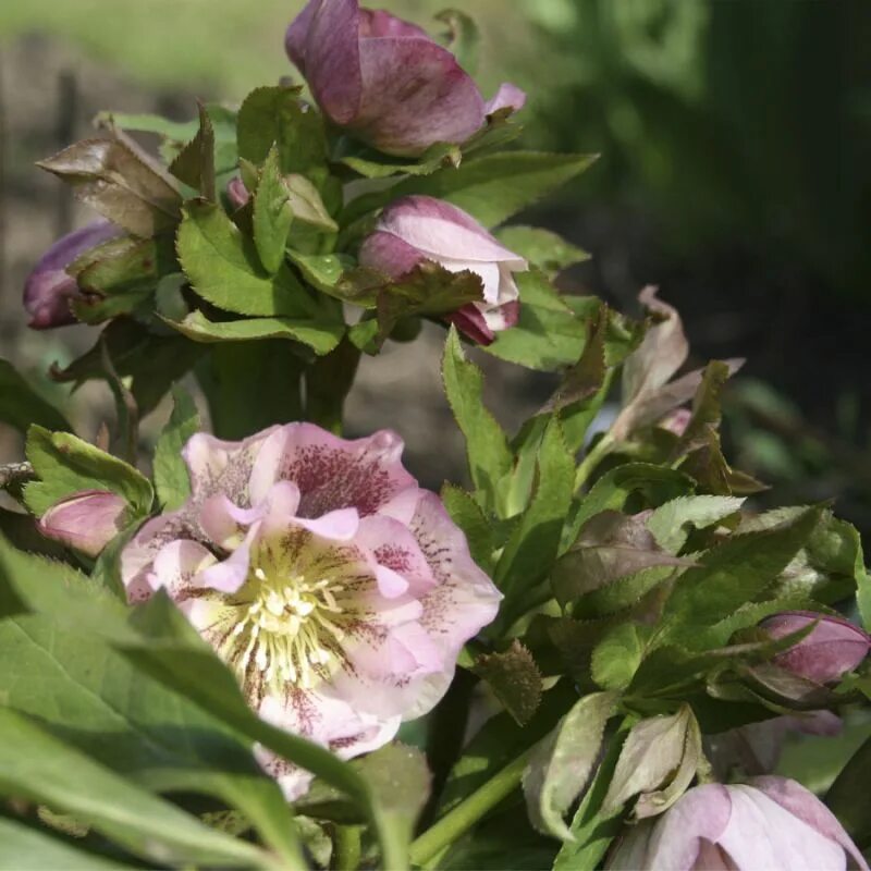 Морозник Helleborus Double Pink. Helleborus orientalis Double Pink. Морозник Double Ellen Pink spotted. Helleborus Double Ellen Pink.