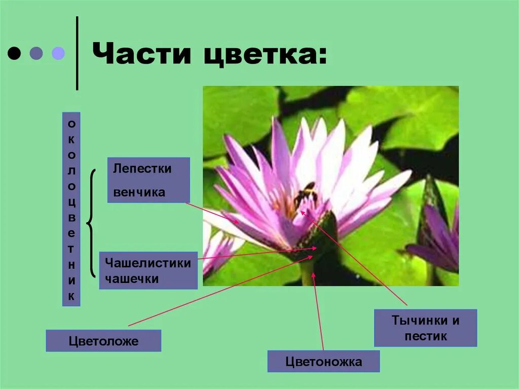 Части лепестка цветка. Чашелистики и лепестки. Генеративные органы растений. Чашелистик у растений.