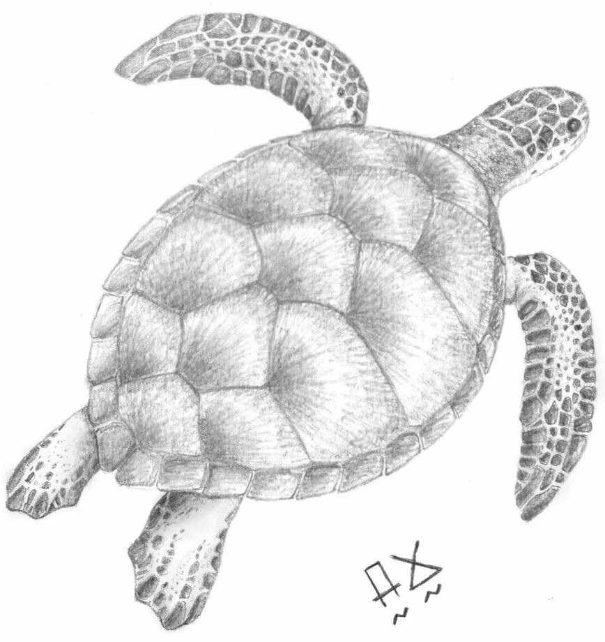 Черепаха рисунок карандашом. Черепаха зарисовка. Рисунки черепахи для срисовки. Рисуем черепаху.