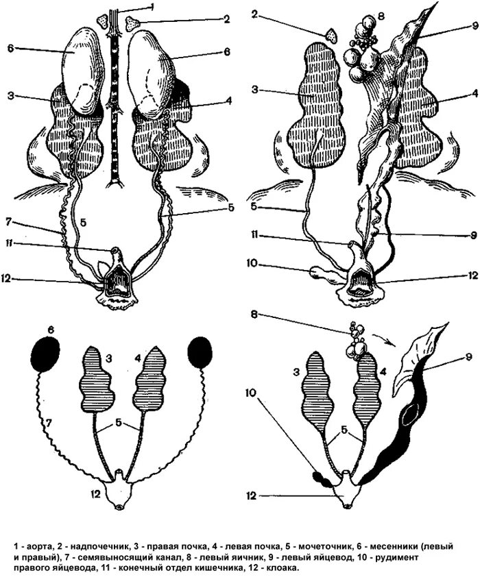Мочеполовая система голубя самца и самки. Мочеполовая система млекопитающих самки и самца. Половые органы самок курицы. Половая система птиц клоака.