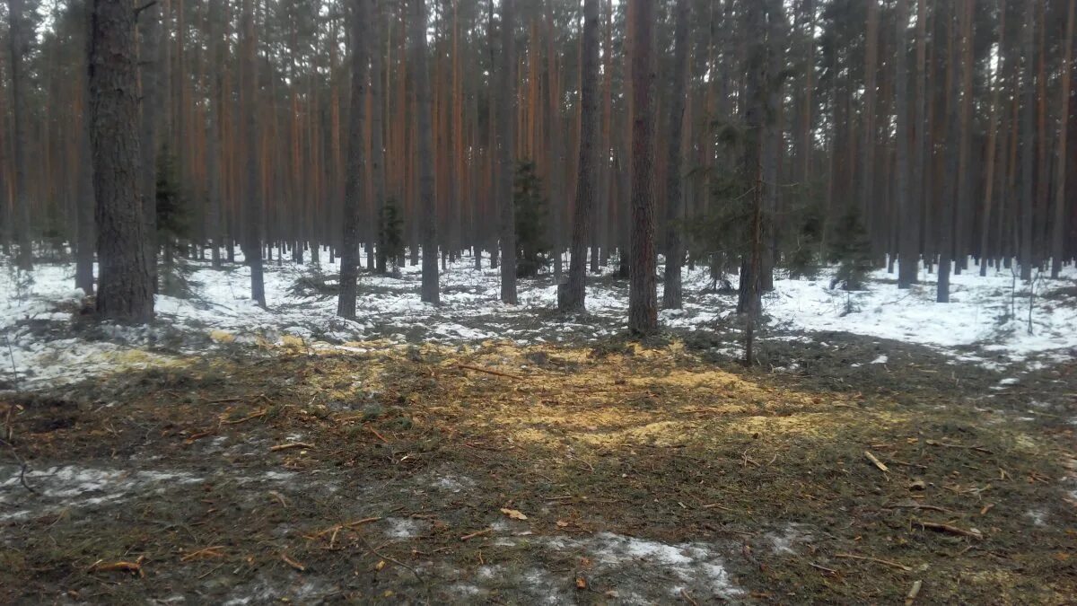 Другие сели в лесах. Деревня Рагодино. Министерство лесного хозяйства может погубить весь лес. Деревня Рагодино Тверской области. Рагодино фото.