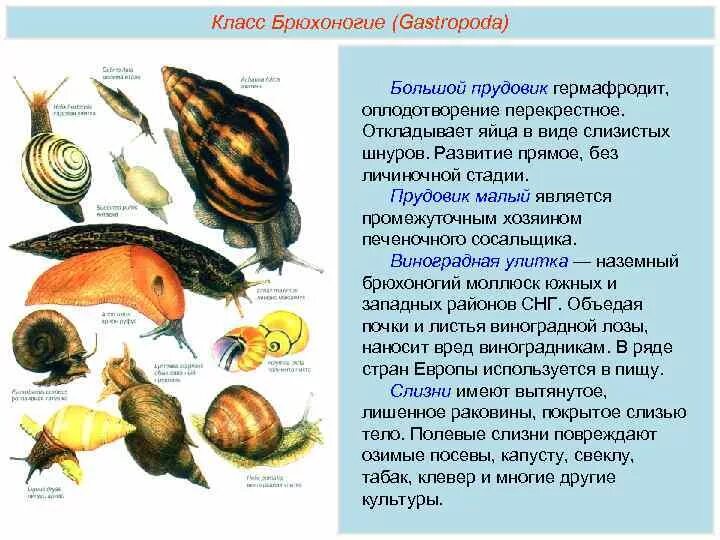 Развитие прудовика обыкновенного. Размножение брюхоногих моллюсков. Личинки прудовика и катушки хищники. Размножение прудовика. Размножение брюхоногих моллюсков.