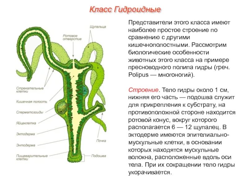 Тип кишечнополостные рисунок. Строение гидры 7 класс биология. пресноводный полип гидра строение. строение гидры кишечнополостные. строение полипа гидры.