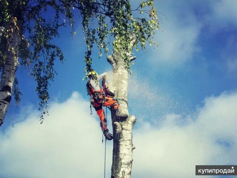 Спил деревьев альпинистами. Арбористика спил деревьев. спиливание аварийных деревьев. спил дерева арборист. спил дерева на высоте.