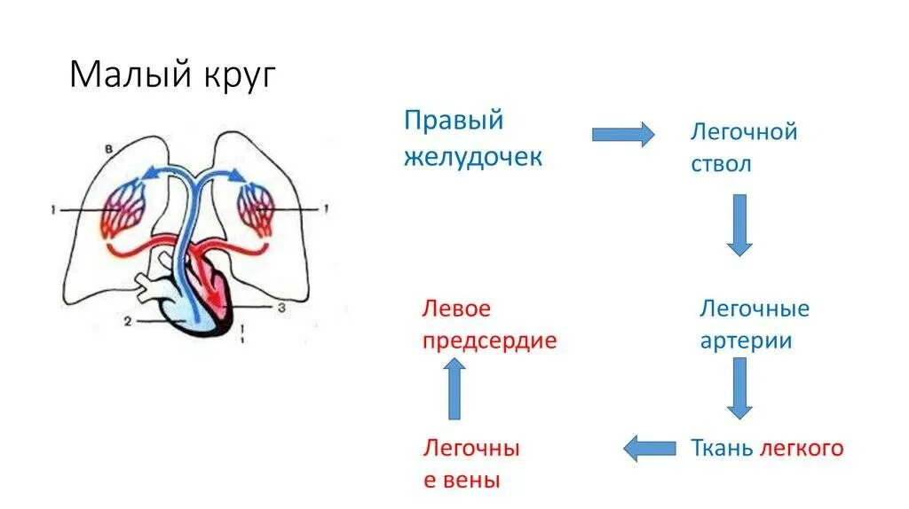 Круги кровообращения по порядку. Схема малого круга кровообращения. Малый круг кровообращения схема. Малый круг кровообращения правый желудочек схема. Схема большого и малого круга кровообращения 8 класс.