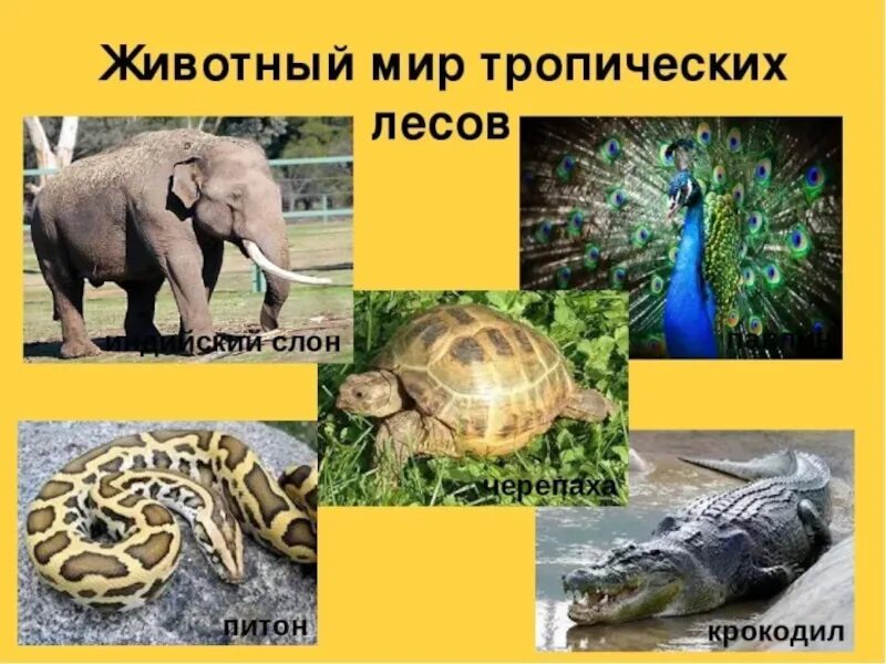 Животные тропического леса для детей 1 класса. Энциклопедия тропики животный мир. Кто живет в тропике. Животный мир тропического леса. Животный мир тропического леса.