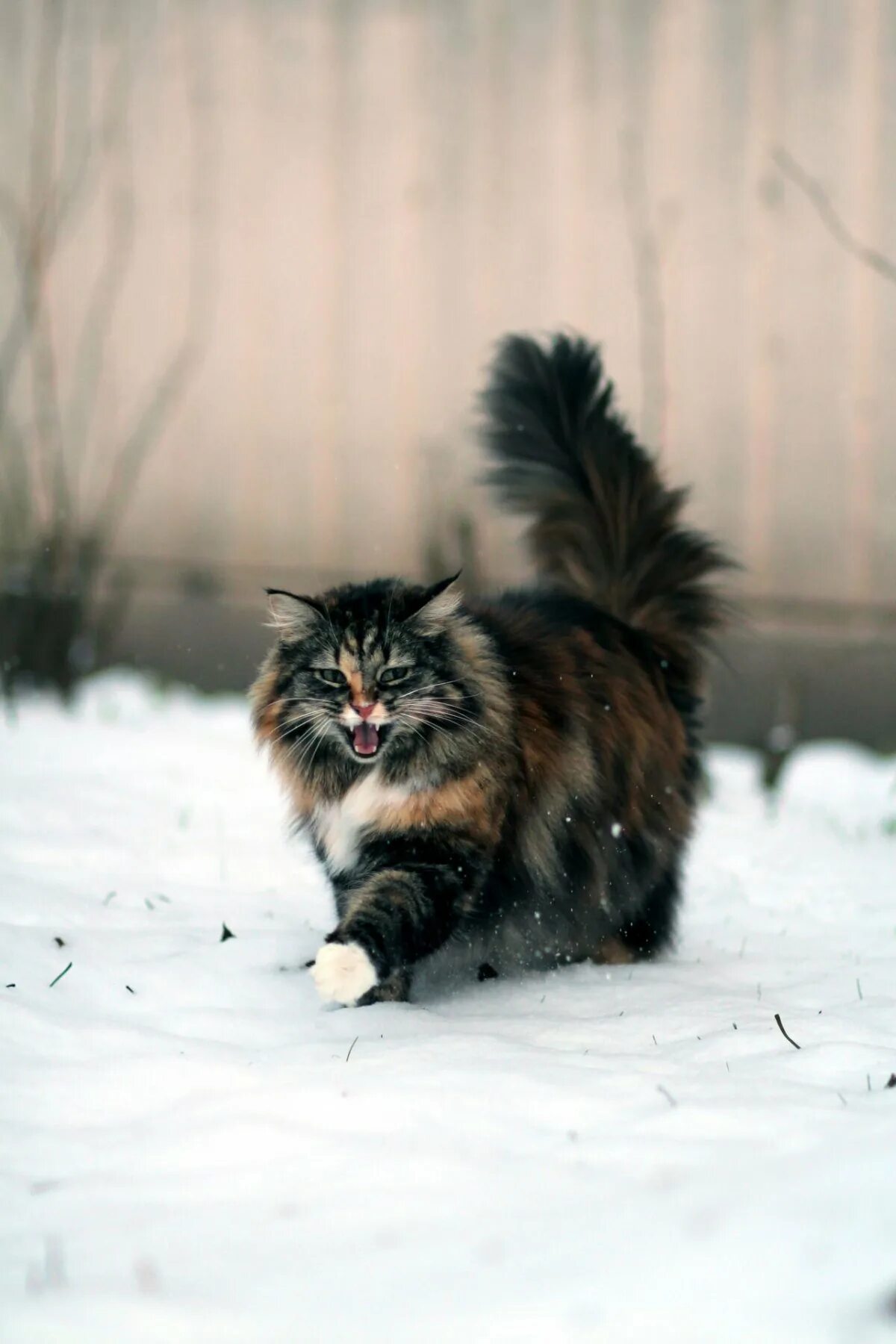 Купить лесного котенка. Норвежская длинношерстная Лесная кошка. Норвежская Лесная Норвежские Лесные кошки. Skogkatt - Норвежская Лесная кошка.. Норвежская Лесная кошка трехцветная.