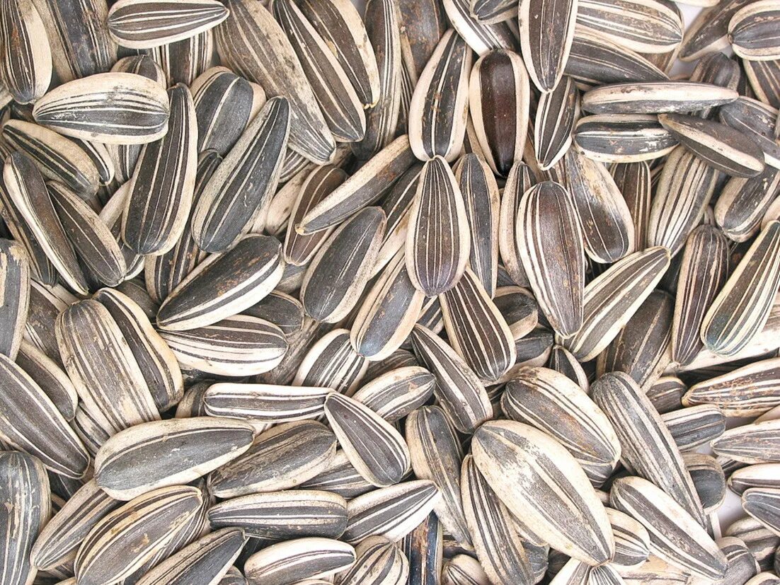 подсолнечник серый. семена серого цвета. серые семечки. семечки полосатые. семечки полосатые.