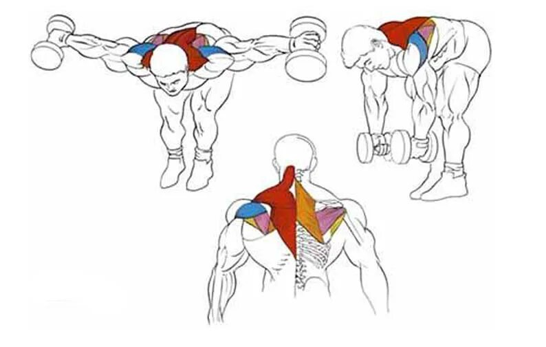 Упражнения для накачки широчайших мышц спины. Разведение гантелей на заднюю дельту. Задняя Дельта в наклоне с гантелями. Задняя дельтовидная мышца упражнения. Правильная качка
